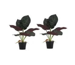 Растения декоративные Алоказия, набор 2 предмета 40х40х35см